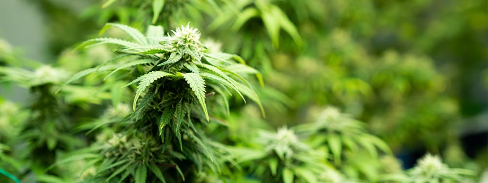 Underwriting Cannabis - Green Paper